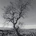 Tree near Malham